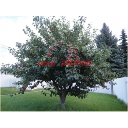 Nasiona Jabłko słodkie szt.5 Nxx49